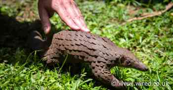 Coronavirus could actually do one good thing: save pangolins