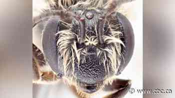 Buzzing through air and space: New species of bee named after Canadian astronaut