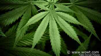 Nebraska petitioners prepare to turn in signatures to legalize medical marijuana - WOWT