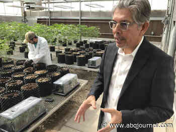 Medical cannabis law change for out-of-state patients starts tomorrow - Albuquerque Journal
