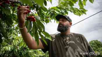 Not so sweet season for B.C. farmers, cherry pickers due weather and COVID-19
