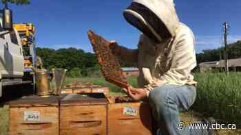 'Catastrophic' Alberta bee population losses blamed on cold winter, pandemic