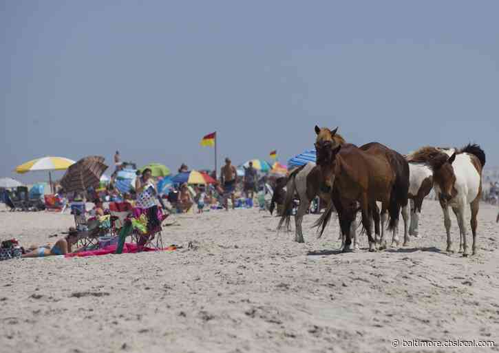 Video: Woman Kicked By Wild Assateague Horse After She Hits The Horse With Shovel