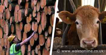 The fears, hopes and sobering reality for rural businesses