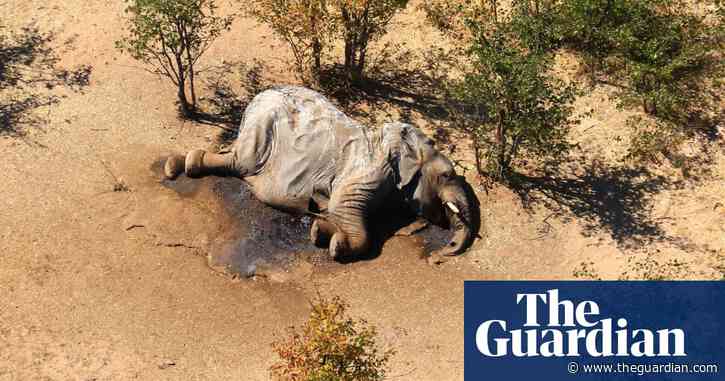 Hundreds of elephants dead in mysterious mass die-off