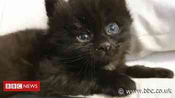 Coronavirus: Birmingham cat rescue reports 'kittens galore'