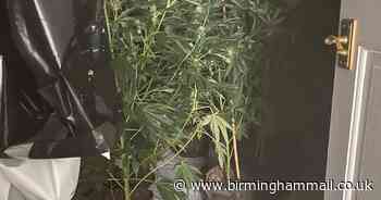 Arrest as police bust Walsall cannabis farm with 300 plants - Birmingham Live