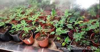 Grandparents had drug factory with cannabis worth £50,000 in shed