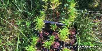 34 kg d'herbe de cannabis saisis dans le pays mentonnais