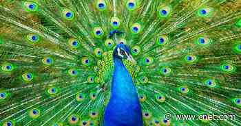 NBC's Peacock: Prices, launch date, discounts, devices, shows and movies     - CNET