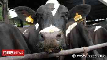 Coronavirus: Dairy sector to get £11m in Covid-19 support