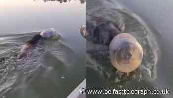 Bear swimming through lake with a jar stuck on its head freed by passing family