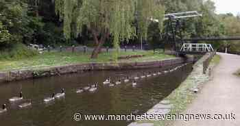 This is the reason people have been finding dead geese along the Ashton Canal