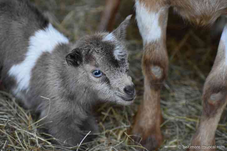 Baby Goat Stolen From Baltimore County Farm Found In Aberdeen, Police Say