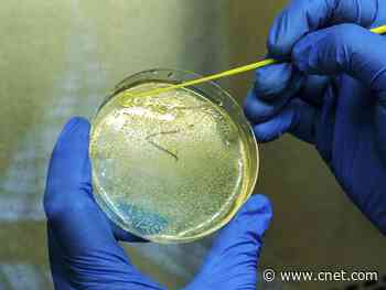 Coronavirus cases spiking in 45 US states. What that means for a second wave     - CNET