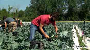 Canada Day: Trudeau and his family harvest vegetables at Ottawa Food Bank farm | Watch News Videos Online - Globalnews.ca