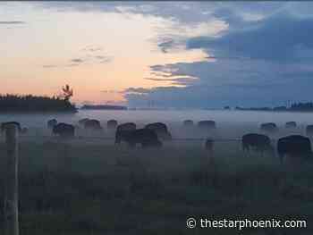 'Devastated and heartbroken': Dalmeny family continues search for missing bison