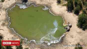 Hundreds of elephants found dead in Botswana