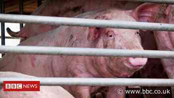 Flu virus with 'pandemic potential' found in China