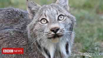 Northumberland Country Zoo forced to get bank loan to cover lockdown loss