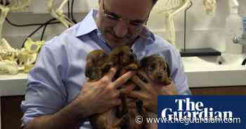 TV tonight: Supervet Noel Fitzpatrick returns with a puppy special