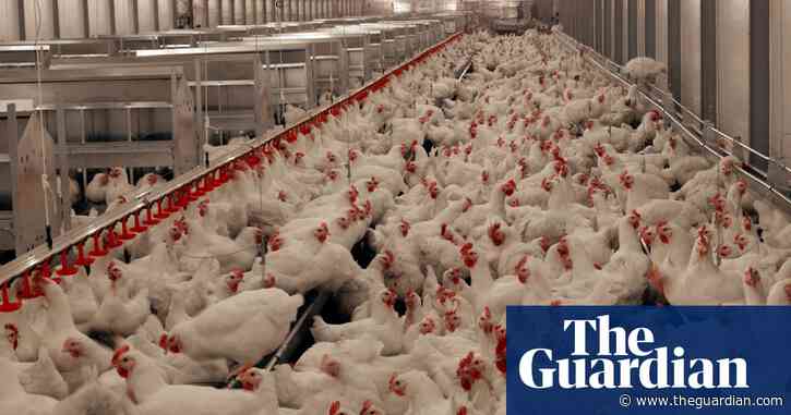 Revealed: development banks funding industrial livestock farms around the world