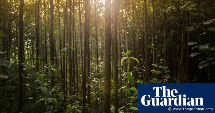 Europe losing forest to harvesting at alarming rate, data suggests