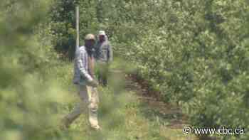 How undocumented migrant workers are slipping through Ontario's COVID-19 net