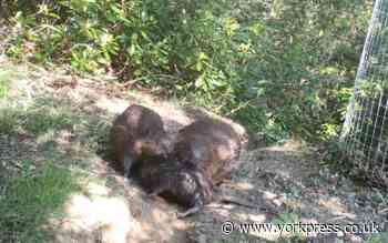 First pictures of baby beaver born in North Yorkshire forest
