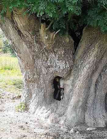 Now that's not something you'd expect to see in a tree!