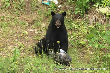 Conservation officers kill black bear near Terrace – Terrace Standard - Terrace Standard