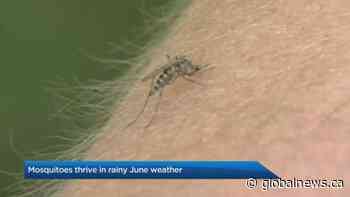 Mosquitoes thrive in Calgary’s rainy June weather