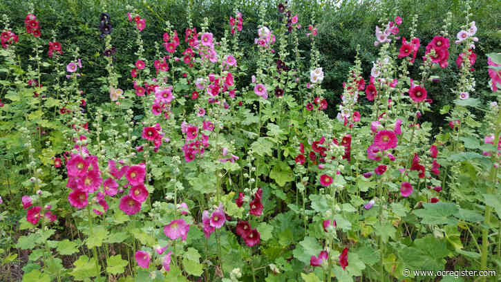 Make magic happen for your garden hollyhocks with this little trick