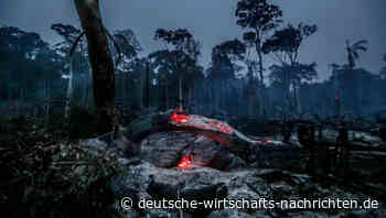Neue Satelliten-Bilder: Die Zerstörung der Regenwälder nimmt rapide zu