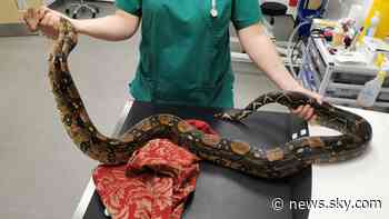 Escaped boa constrictor found at allotment in Wales - Sky News
