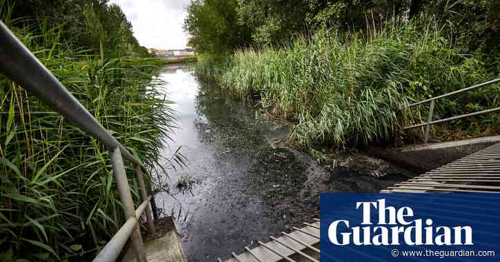 Revealed: raw sewage poured into Olympic Park wildlife haven