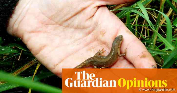 Boris 'the Builder' Johnson has found a new scapegoat: the humble newt | Jules Howard