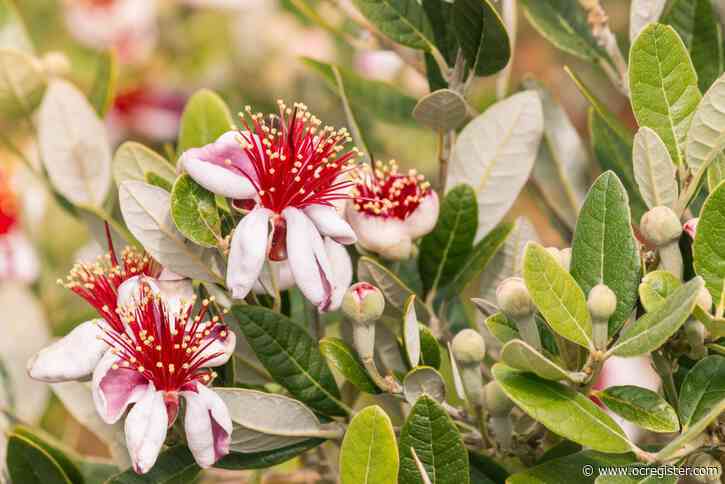 Master Gardener: How to get fruit on a pineapple guava tree