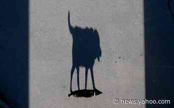 6-year-old dog is second in U.S. to test positive for COVID-19, GA health officials say