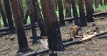 Deliberate series fires started at wood for second time in month