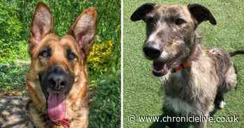 #NourishEveryDog campaign gives more than 1m meals to dogs in need