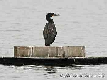 Edmonton weather: If you're looking for sunshine...just look longer - Edmonton Journal