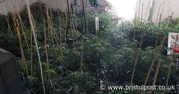 Man charged after raid of huge cannabis farm 'worth £220k'