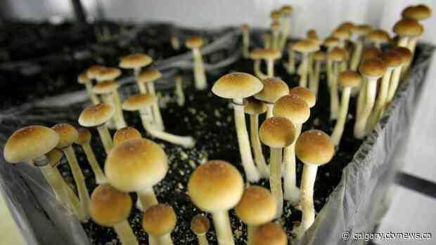Police seize $750K worth of magic mushrooms, shut down illicit website