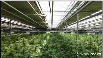 Niagara police bust $34M cannabis grow-op in St. Catharines