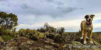 That old 'dog years' calculation for pups' ages is usually wrong, research finds     - CNET