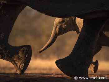 Hundreds of elephants have mysteriously died in Botswana in just a few months     - CNET