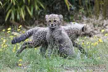 Cheetah cubs emerge from their den for the first time - theoldhamtimes.co.uk