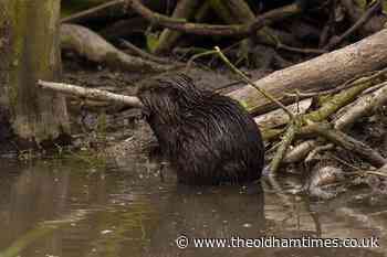 Beavers born in Essex 'for first time since Middle Ages' - theoldhamtimes.co.uk