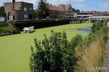 Eendenkroos kleurt water van kanaal Duinkerke-Nieuwpoort groen - Krant van Westvlaanderen